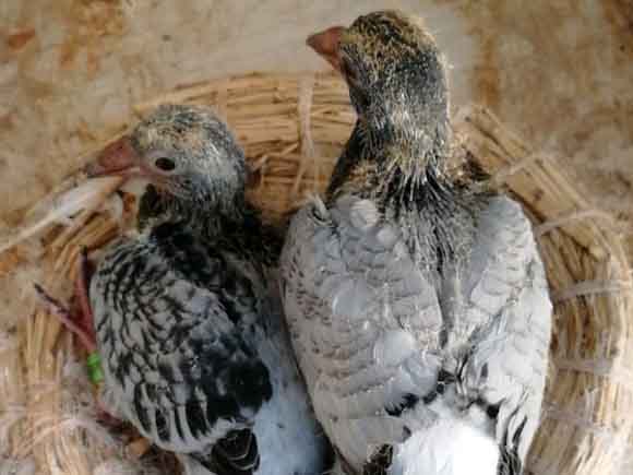 ���������������Ӵ���