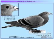 ����ղɭ���뵵��֮������