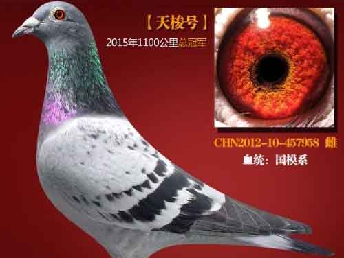 �̷̳��� ���̷ɸ�