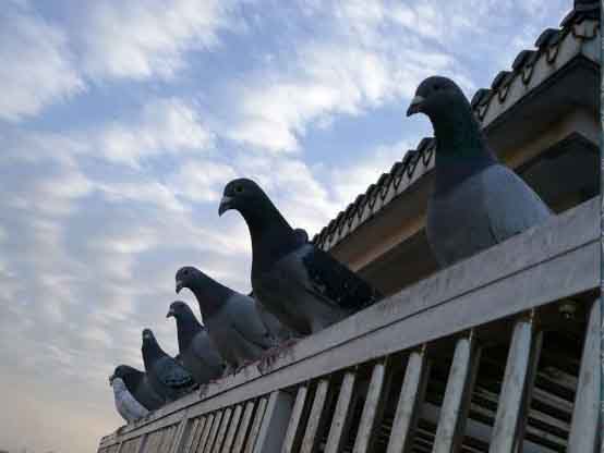 ���������Լ�����Ⱥ��