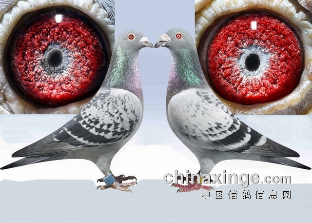 �Ÿ����ַ��š�ѪԵ�����䡱