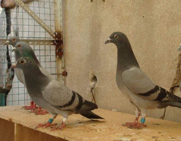 ��Ѫ��ò�����ȥ������