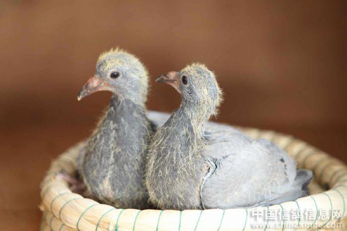 д���������֣�����Ԥ��������һ