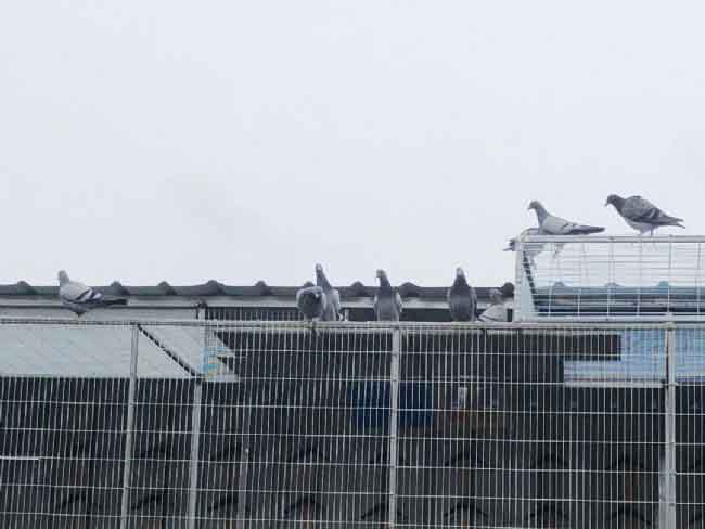 �׸뿪�� ��Ůɢ��