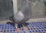 ������İ�����Сս��