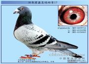 ����ղɭ���뵵��֮�������á�