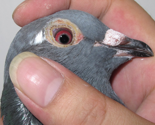 ������Ͷ�ʲ��ǡ�Ͷ������͵������