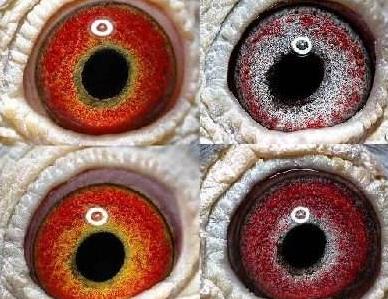 ����������� ɰ��ɫ�ʲ��¶�