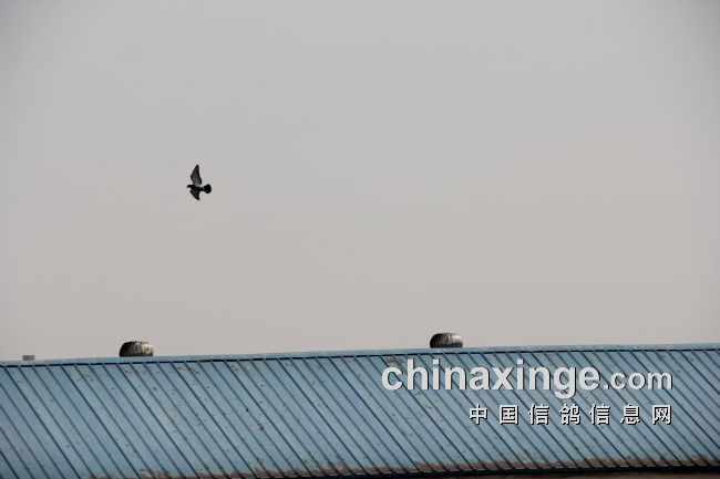 ���������ڳɣ������ɺ�����ս���¶���翭��