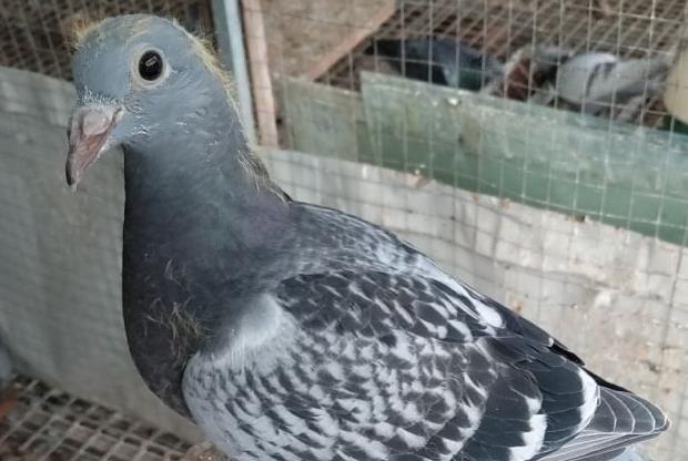 ���ָ������� ����Ӯ�Ĺؼ�