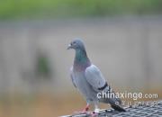 �Ÿ복���Ǳ��Ʒ� �ɳ�������ս��