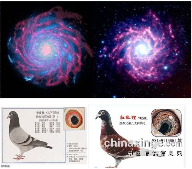 ��ɰ���׾�����ʲô��̽������������