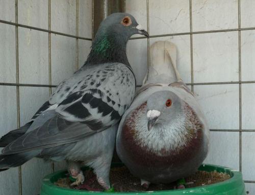 ��֪�����Ÿ������ʲô��