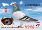 һ�����롰�������� ����11������ھ�