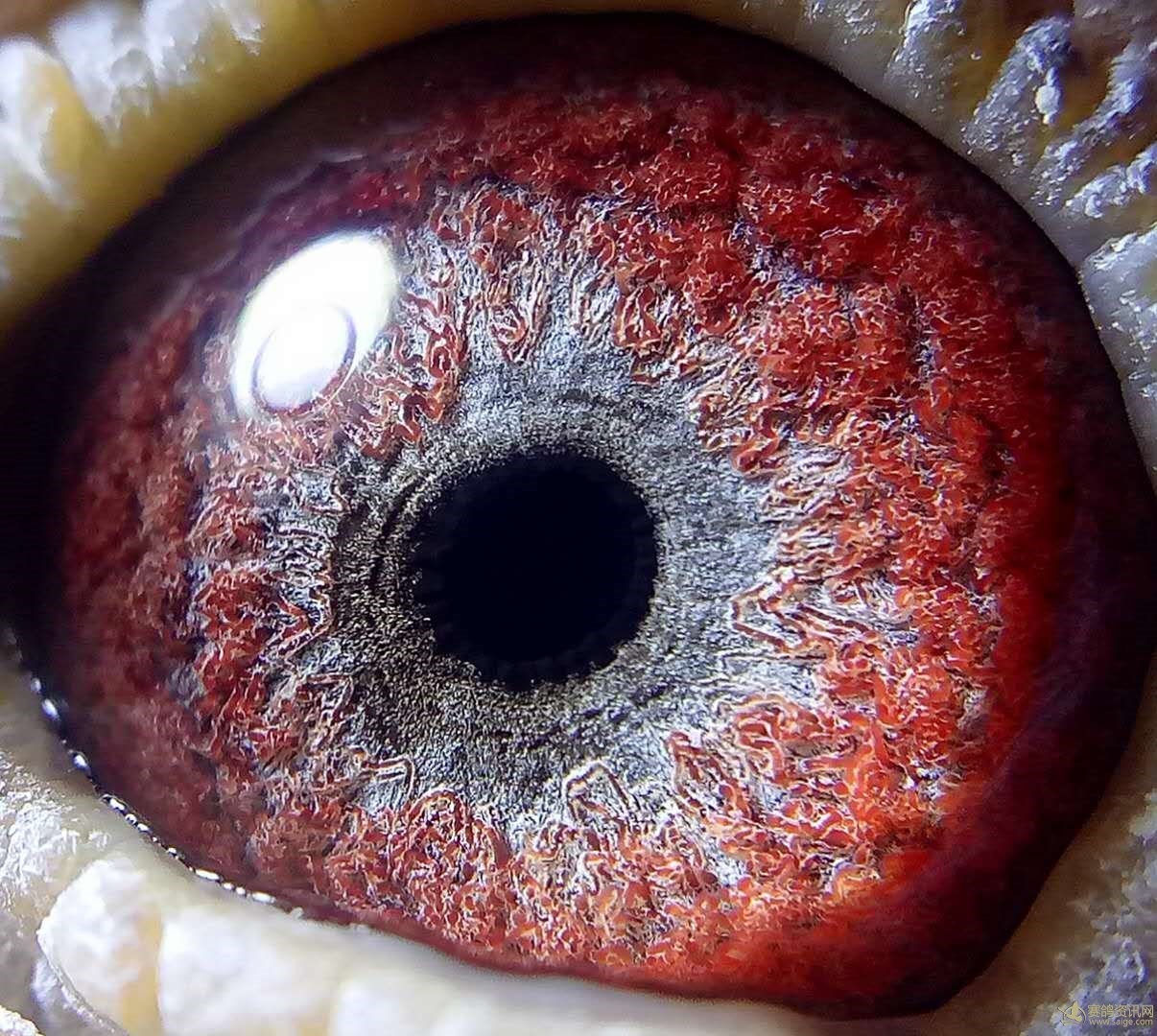 �����úڶ����۽������ȫ���ԣ�