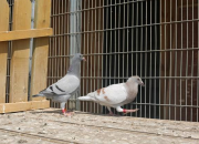 �������񷢼ң�