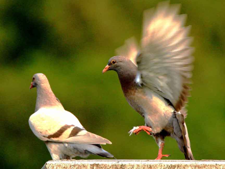 �����˵���ƶ������