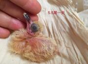 ����С����7��ȫ��¼