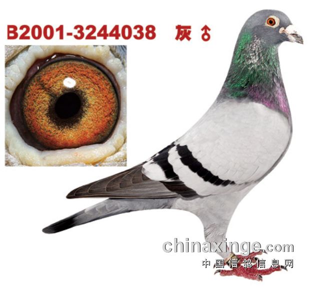 �Ǳ�������󵱲˸� ��ô�����۲Ų����ź���