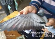 ��ȫ�����趫�� �潭�����ս����