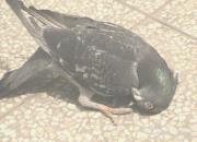 �ٿƳ�֪ʶ���Ÿ�ɱ���³��߲���