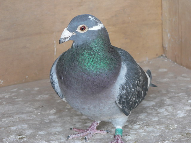 �ܾ����� ����������