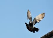 �������� ����������