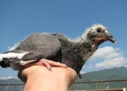 ��������Σ��ҵõ��˽�ѵ���м�ֵ