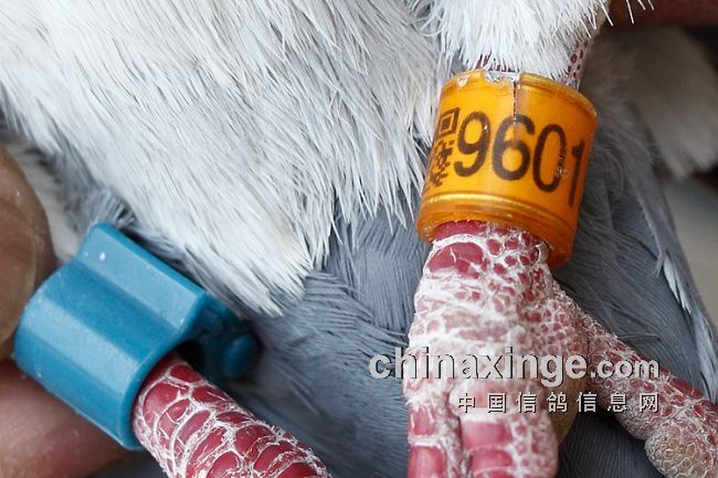 �㻷Ҫ�Ǽ��ˣ�