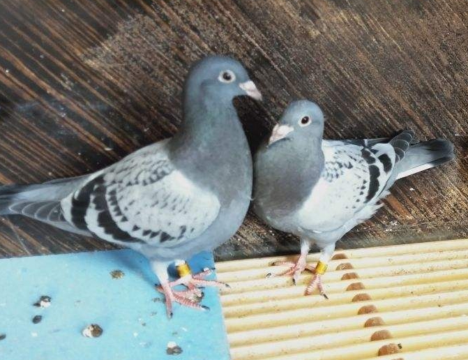 ����Ӵ����������