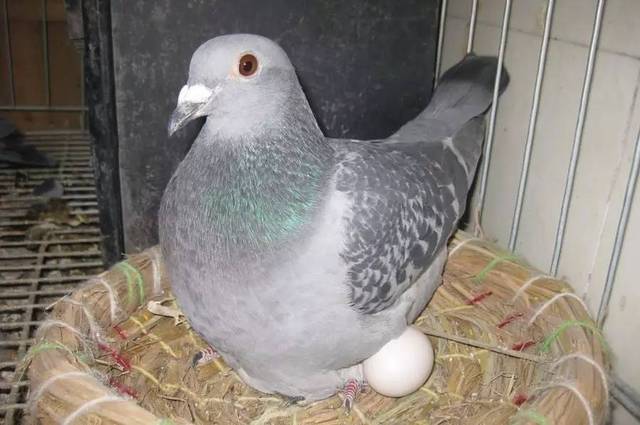 ���������� ѡ����������