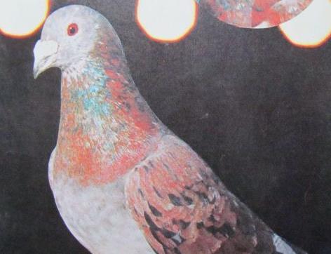 �뺣���������߼�� �ʺ� Ϧ����