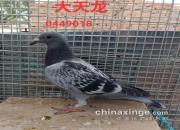 2020�깫������뼰��ĸ������