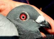 Ϊ��дʫ �������¶��ر��ܹھ�