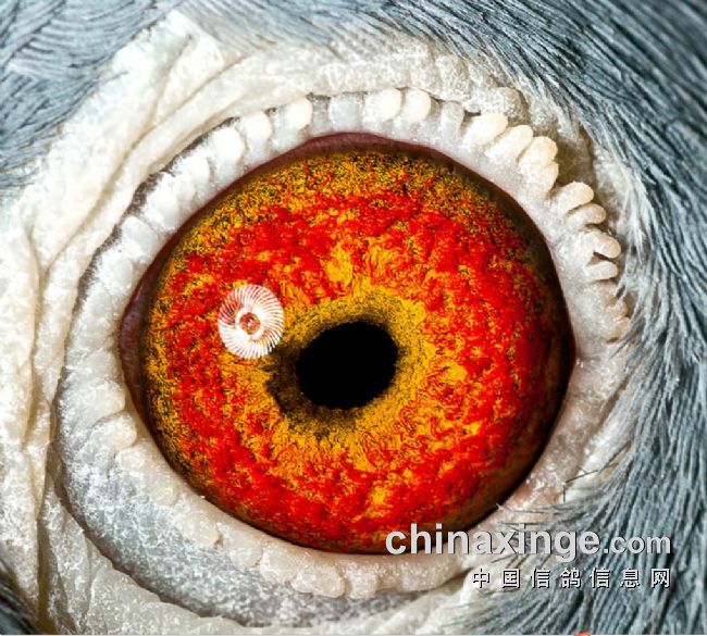 �ж̳����İ���ɳ��ղɭϵ�ķ���