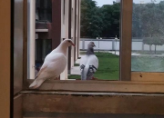 ����û�뵽�����ѵİ׸��Ȼ����