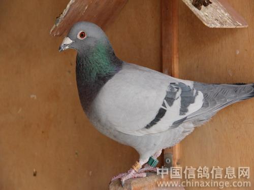 ���Ӿ��������ʦ ������û�б�ҵ��