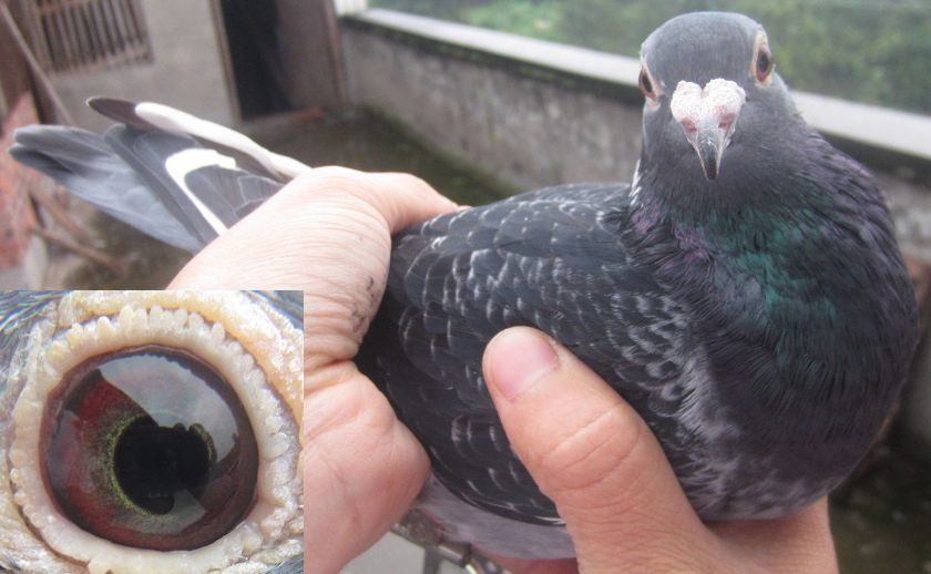 �ҿ��������������