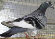 �е���ɳ�700����ھ�