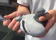 ��Ѫ���롰�����ȡ� �������꿪��ǰ���ν���