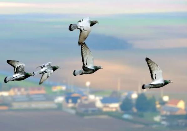 Ϊɶ�Ҳ�Ը�⻨ǧ����һֻ���ӣ�