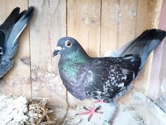 �����ó�Զ�̡����⡱����