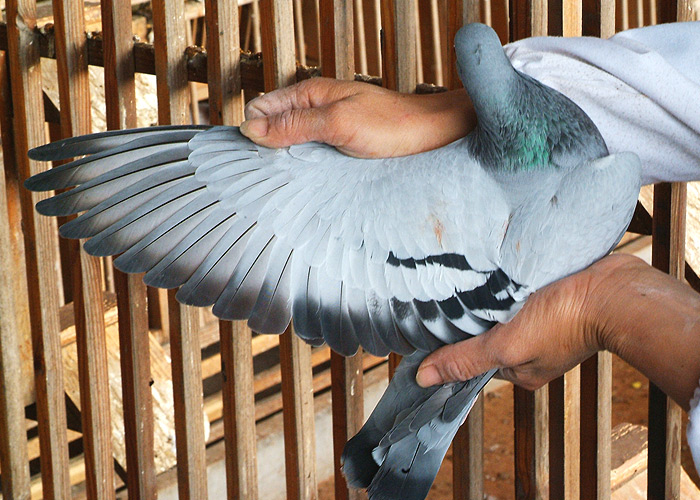 ������������ɼ���ӵ��һ�Ժ��ָ룡