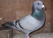 ���ظ����ھ����������Ƹ�