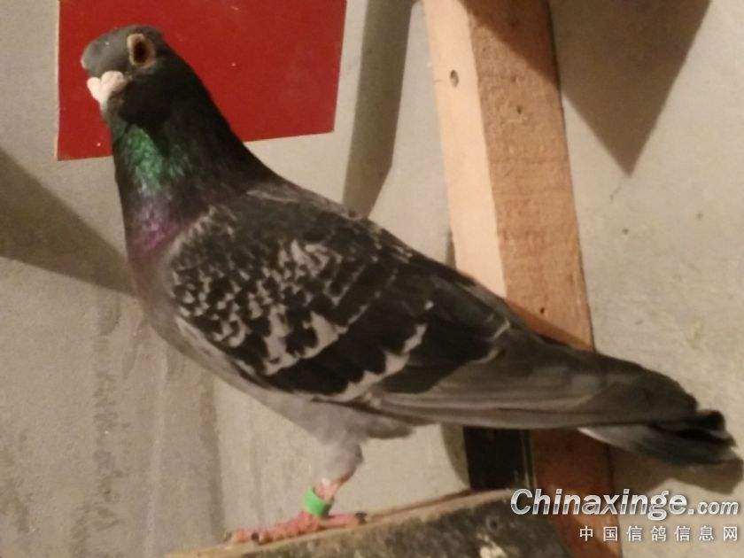 ��Ѫ����̨̫�٣�