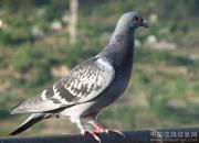 ������ø�����СӮ �ڴ�����