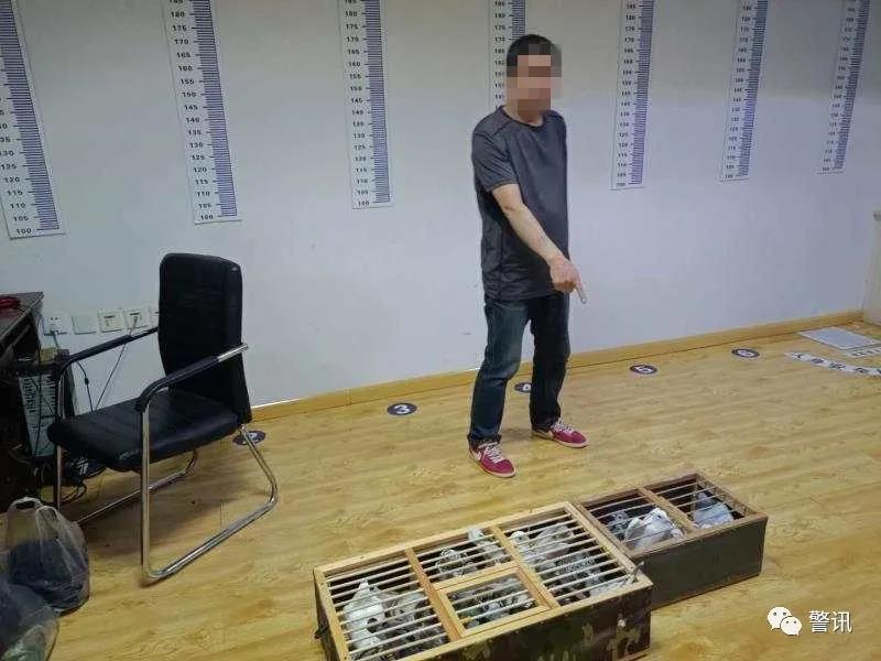 辽宁鸽友接连被盗四次 贼曰：爱鸽太深