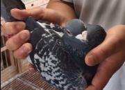 ���������������Сѡ�� �������զ����