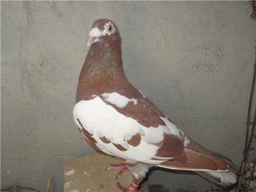 �ԡ����ˡ���ɫ��ġ�˲��Ԥ�С�