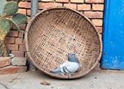 ������ĸ��Ӿ����� ��Ҫ������